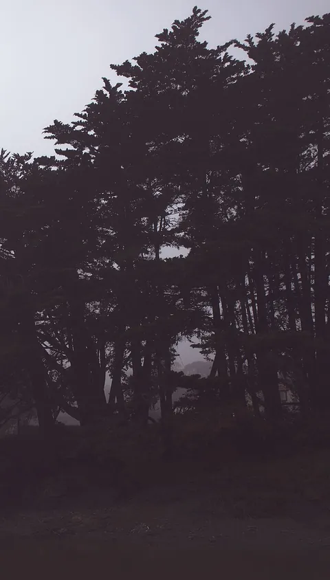 A dark treeline fading into fog