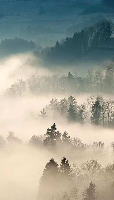 Fog lying in a wooded valley